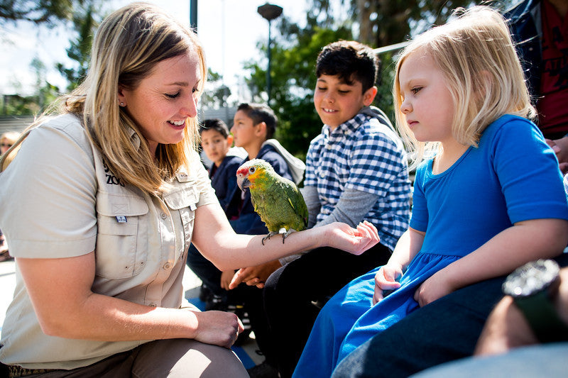 Olive + Paco the Parrot